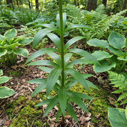 Lilium Hansonii Seeds - Perennial Lily Flower Seeds for Garden
