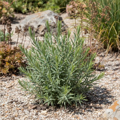 Linum Arboreum Seeds - Perennial Flower Seeds for Garden