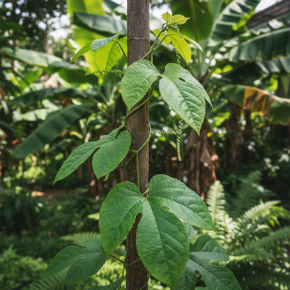 Passiflora Manicata Seeds - Passion Flower Vine Seeds for Garden