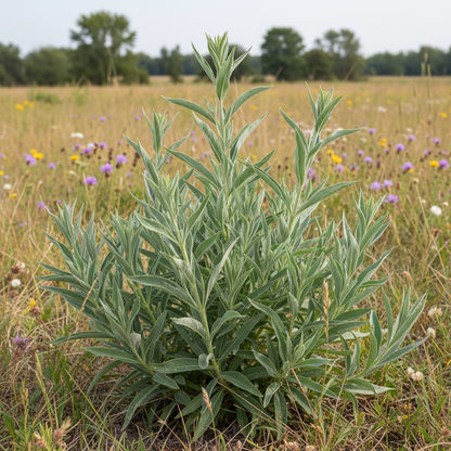 Penstemon Euglaucus Seeds - Perennial Flower Seeds for Garden