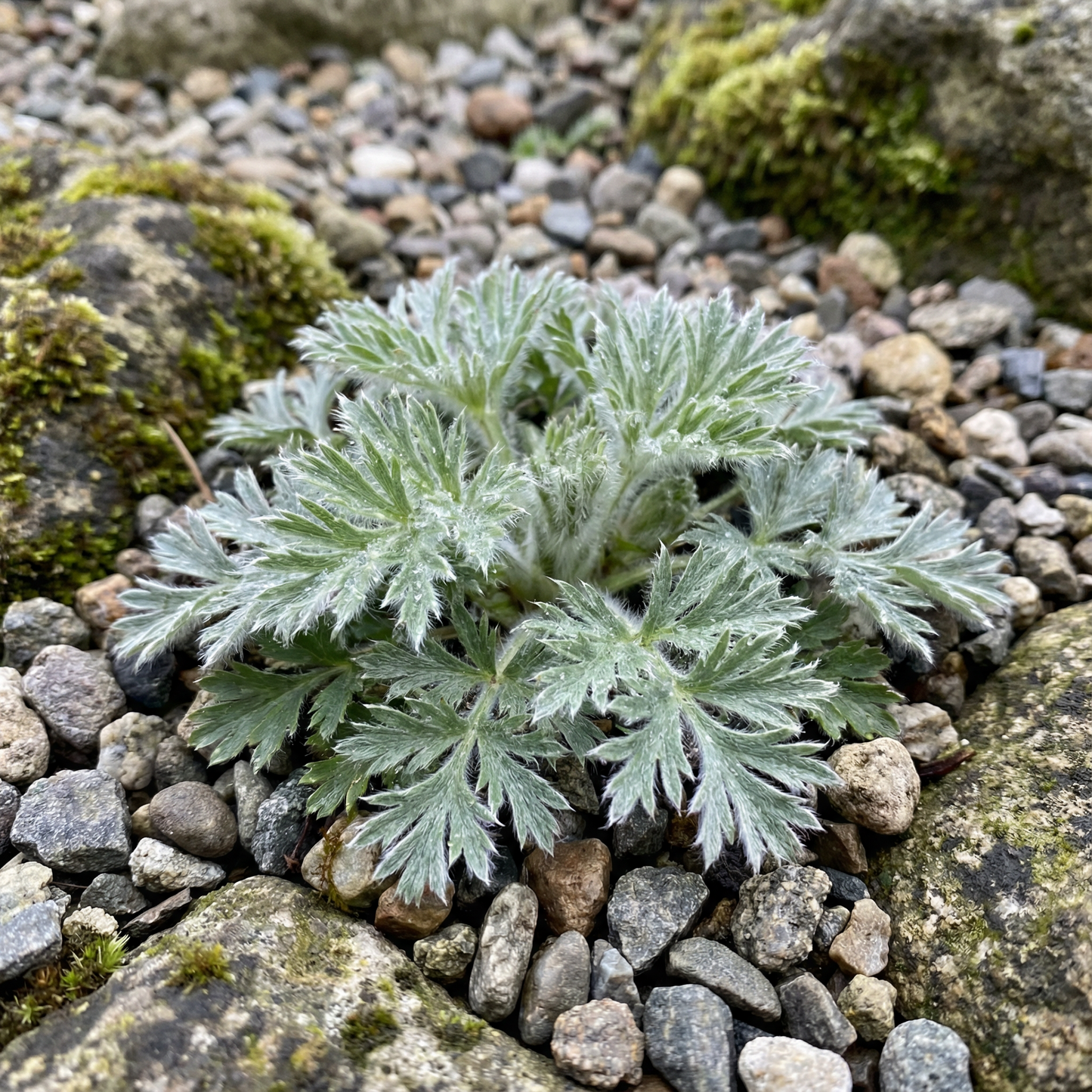 Pulsatilla Grandis Moravica Flower Seeds - Pulsatilla Flower Seeds for Garden