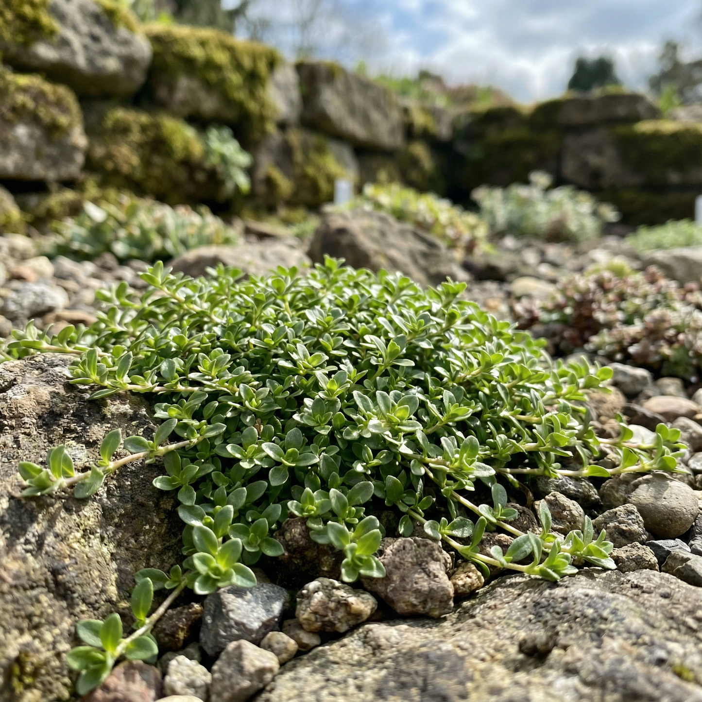 Saponaria Ocymoides Seeds for Rock Gardens and Borders
