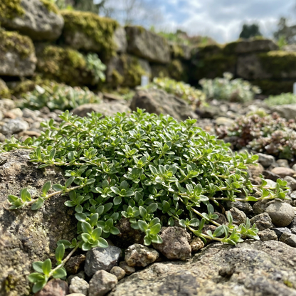 Saponaria Ocymoides Seeds for Rock Gardens and Borders