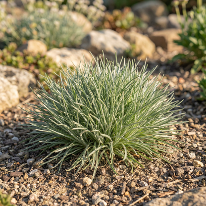 Scabiosa Graminifolia Seeds for Garden Planting