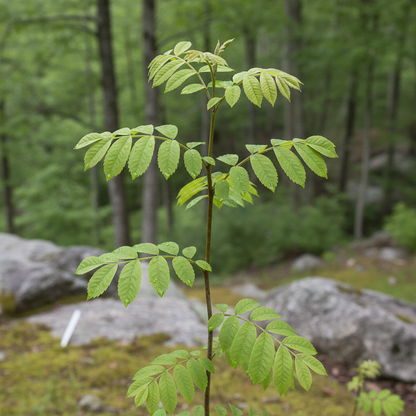 Sorbus Cashmiriana Seeds - Rowan Seeds for Garden