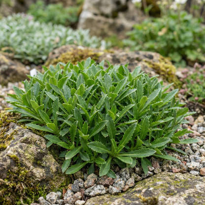 Symphandra Wanneri Seeds for Rock Gardens and Borders