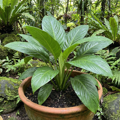 Tacca Chantrieri Nivea (White Bat Flower) Seeds – Rare Exotic Blooms for Unique Gardens