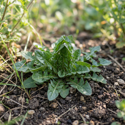 Taraxacum Mongolicum Seeds for Garden Planting