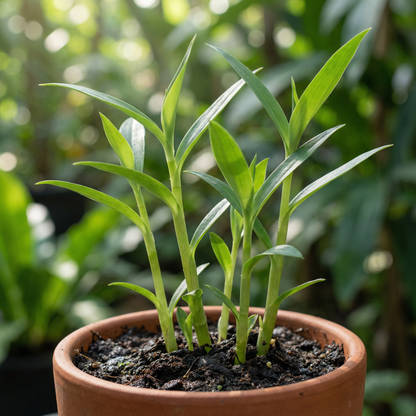 Tinantia Erecta Seeds for Gardens and Borders
