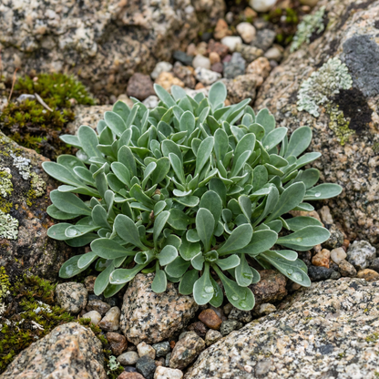Townsendia Rothrockii Seeds for Rock Gardens