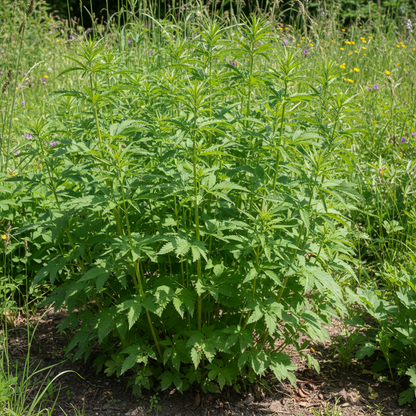 Eupatorium Flower Seeds for Planting