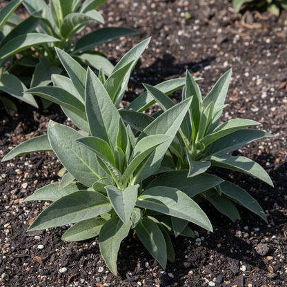 Lobelia Tupa Flower Seeds - Lobelia Flower Seeds for Garden