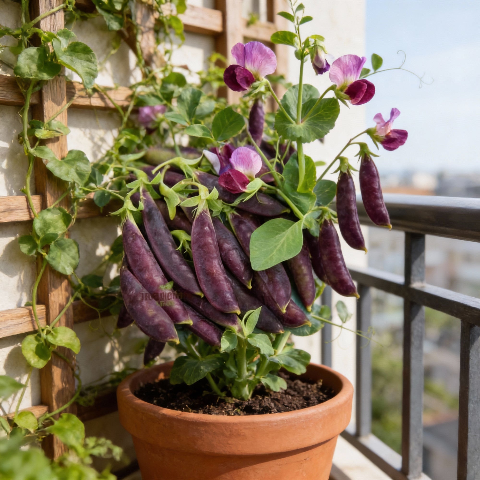 purple-magnolia-sugar-snap-pea-seeds