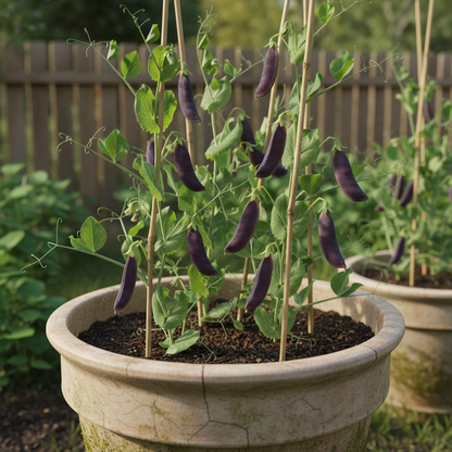 Mange Tout Pea Shiraz Heirloom Purple Snap Pea Seeds