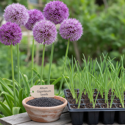 Giant Allium Giganteum Flower Seeds for Planting – Stunning Perennial Blooms