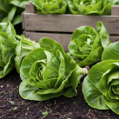 Summertime Lettuce Seeds – Fresh Crisp Heat-Tolerant Greens