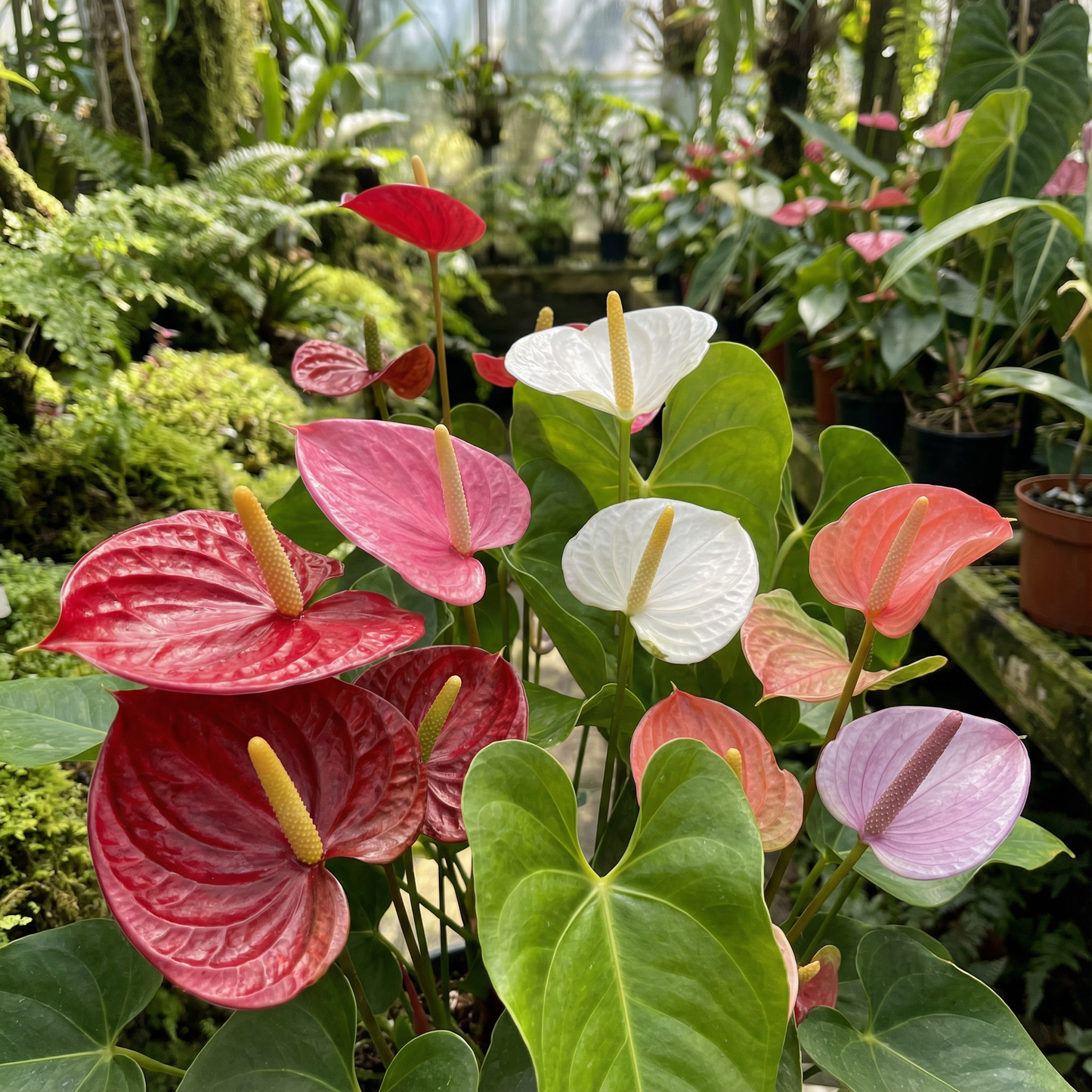 Anthurium Andreanna Flower Seeds – Mixed Fresh Varieties (50 pcs)