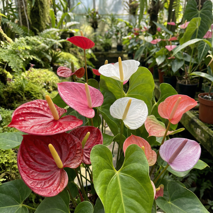 Anthurium Andreanna Flower Seeds – Mixed Fresh Varieties (50 pcs)
