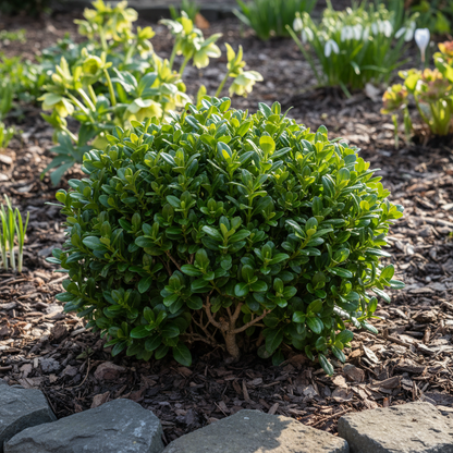 Compact Early-Flowering Shrub with Bright Golden Blooms