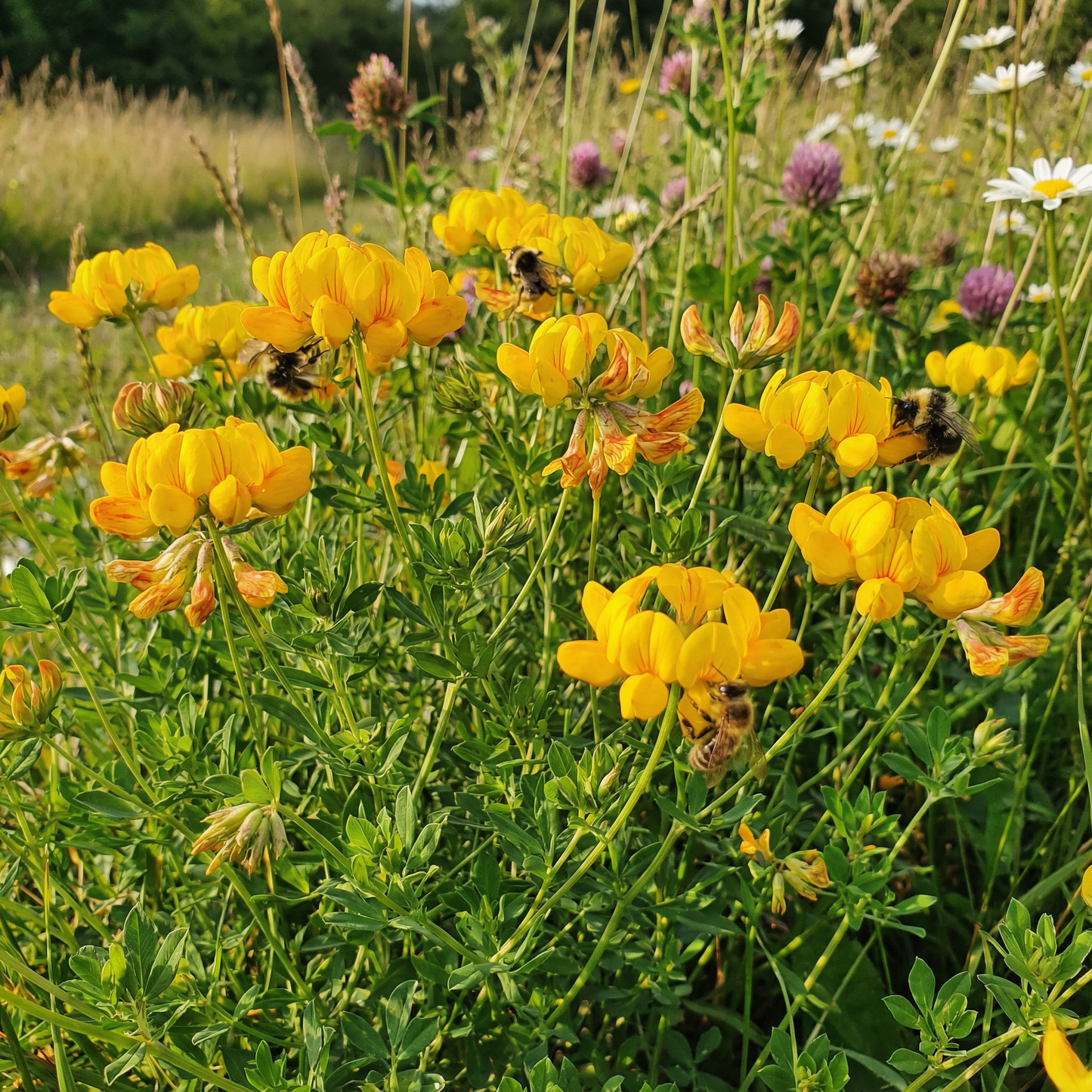 Bird’s Foot Trefoil Flower Seeds for Planting – Hardy Perennial Wildflower for Pollinators