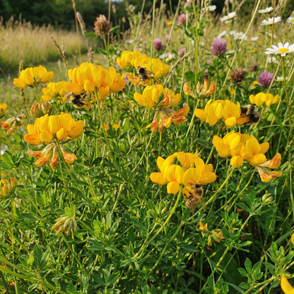 Bird’s Foot Trefoil Flower Seeds for Planting – Hardy Perennial Wildflower for Pollinators
