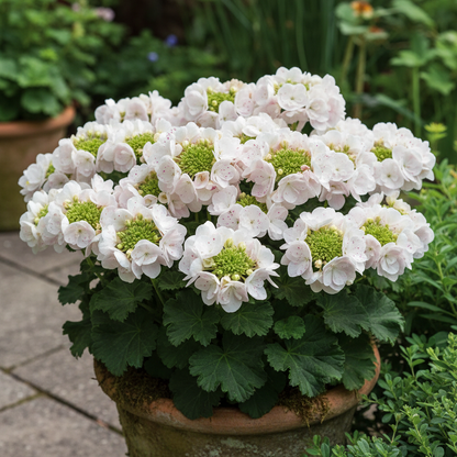 Flat-Topped Blooms Seeds for Planting – Unique Lacecap Hydrangea Seeds