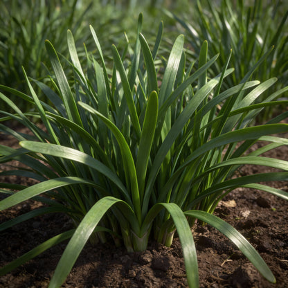 Garlic Chives Seeds – Chinese Leek Heirloom Culinary Herb