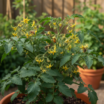 Summer Frolic Tomato Seeds – Juicy & Flavourful Tomatoes for Home Gardens