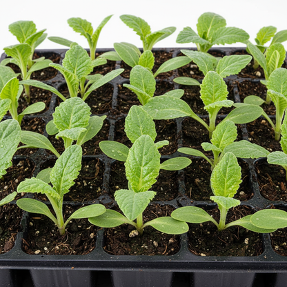 Artichoke Italian Green Globe Seeds for Planting – Gourmet Quality Rich Flavor for Your Garden