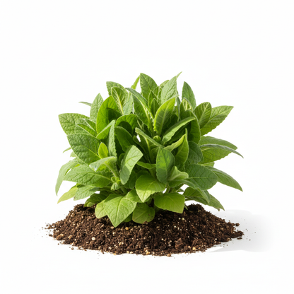 Nicotiana Hybrida Starlight Dancer Flower Seeds