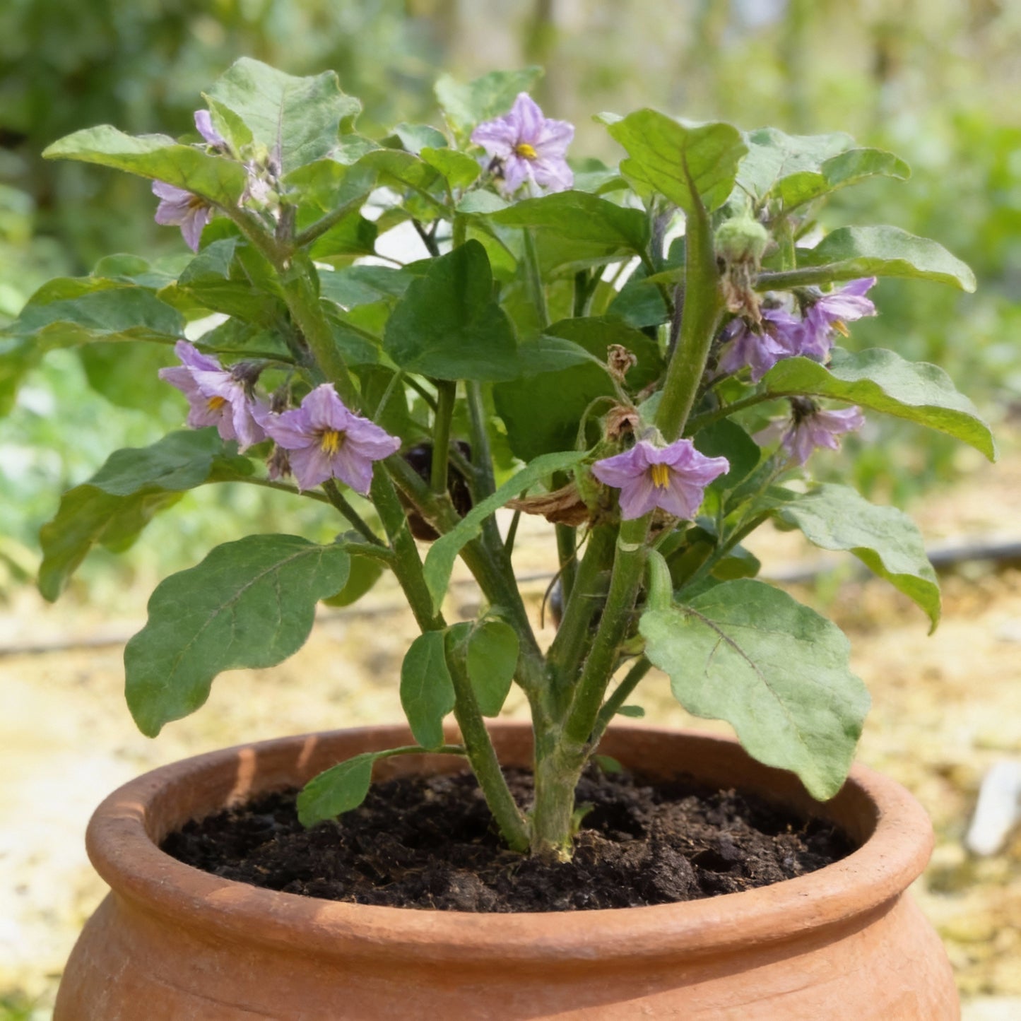 Round Purple Eggplant Vegetable Seeds for Planting – Grow Flavorful and Nutritious Produce