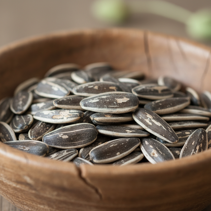Dark Red Sunflower Seeds for Garden Planting