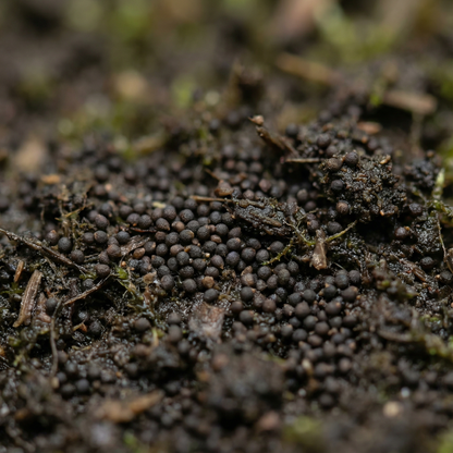 Mimulus Ringens Seeds for Moist and Water Gardens