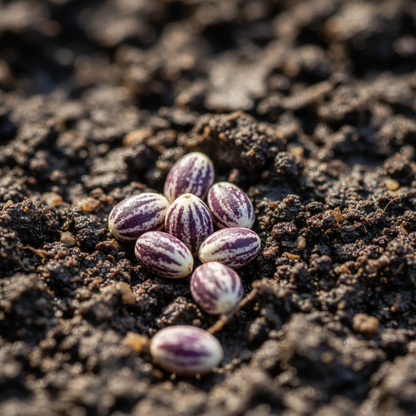 Purple White William Guiness Flower Seeds for Planting