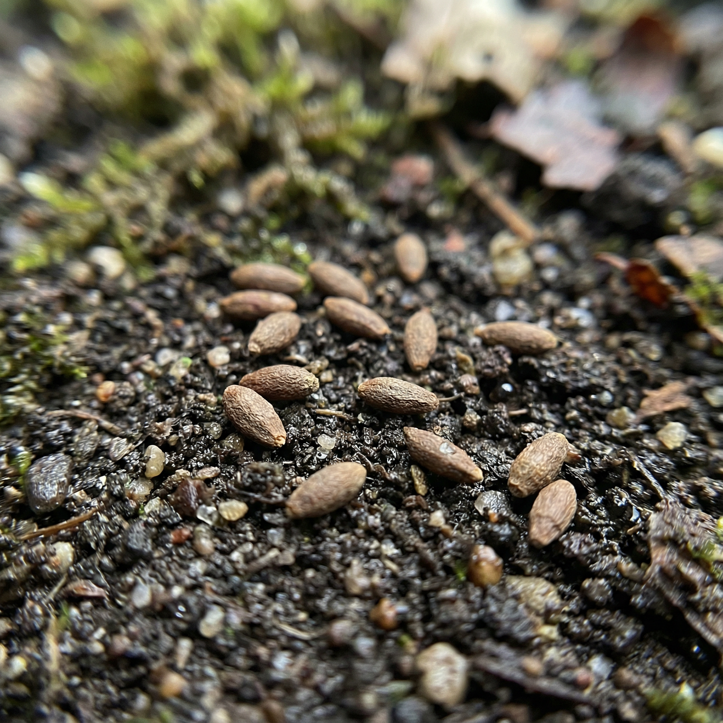 Rehmannia Elata Seeds for Garden Borders and Landscaping