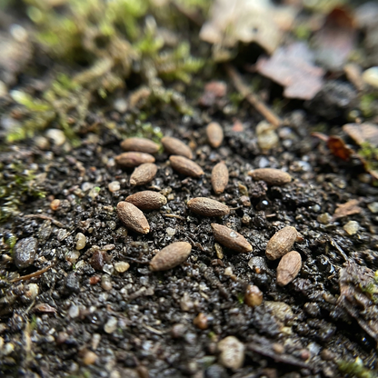 Rehmannia Elata Seeds for Garden Borders and Landscaping