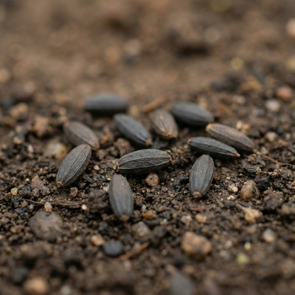Scabiosa Graminifolia Seeds for Garden Planting