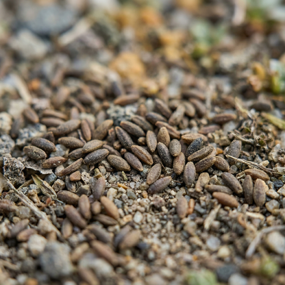 Symphandra Wanneri Seeds for Rock Gardens and Borders