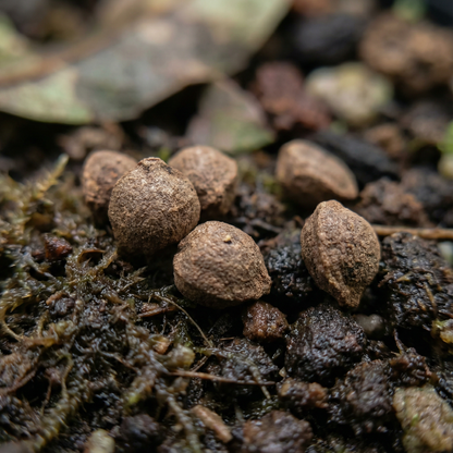 Tinantia Erecta Seeds for Gardens and Borders