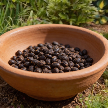 Rare Sky Blue Hosta Plant Seeds Fragrant August Lily