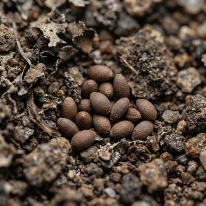 Trochocarpa Thymifolia Seeds for Garden Planting