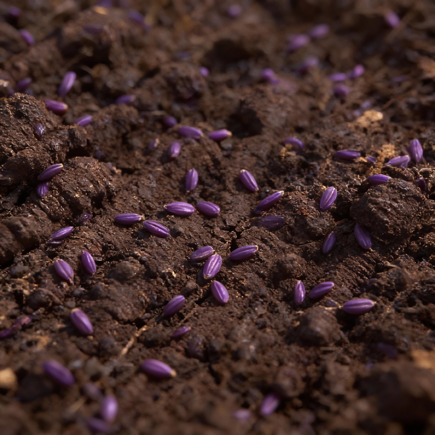 Pusa Asita Black Carrot Seeds for Planting – Heirloom Deep Purple-Black Carrot Variety