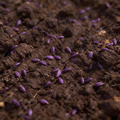 Pusa Asita Black Carrot Seeds for Planting – Heirloom Deep Purple-Black Carrot Variety