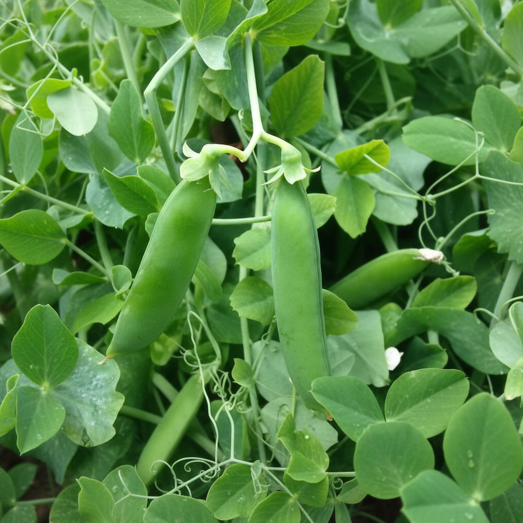 Kelvedon Wonder Pea Seeds for Planting
