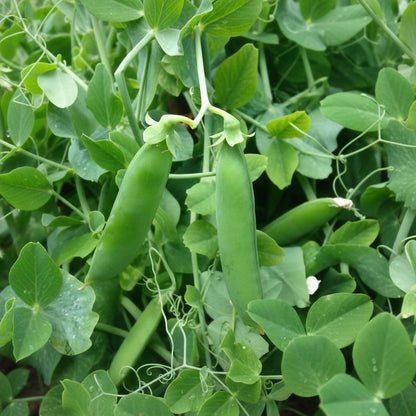 Kelvedon Wonder Pea Seeds for Planting