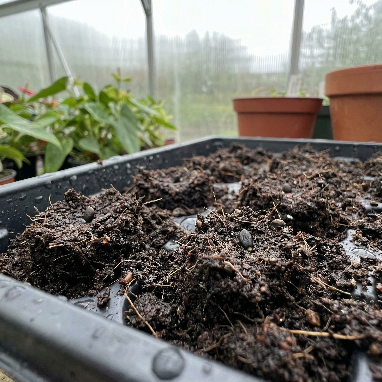 Anthurium Andreanna Flower Seeds – Mixed Fresh Varieties (50 pcs)