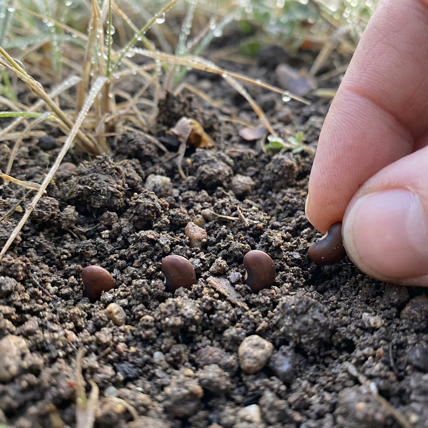 Bird’s Foot Trefoil Flower Seeds for Planting – Hardy Perennial Wildflower for Pollinators