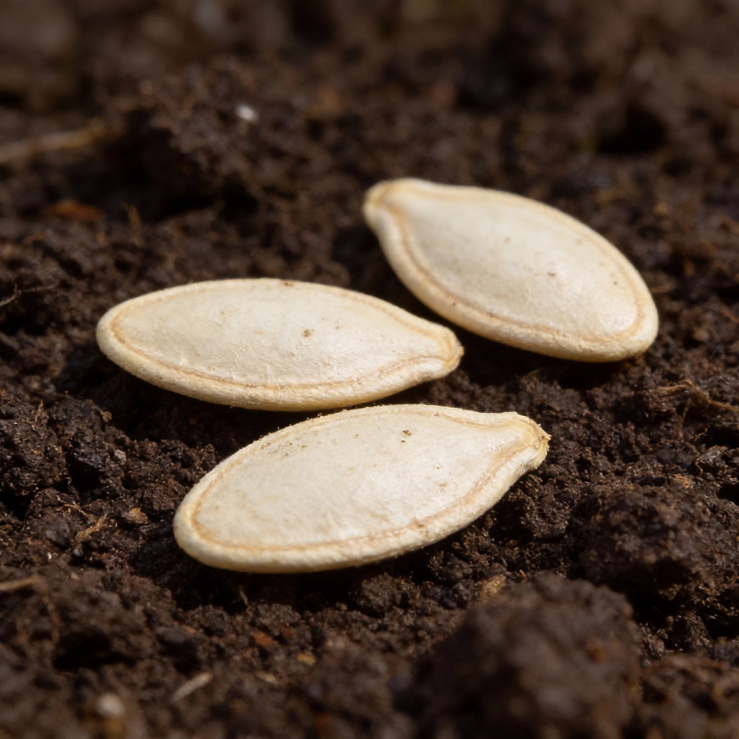 Cucumber Bush Seeds for Patio - Cucumber Seeds for Home Garden