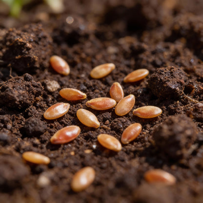 German Johnson Tomato Seeds - Heirloom Tomato Seeds for Home Garden