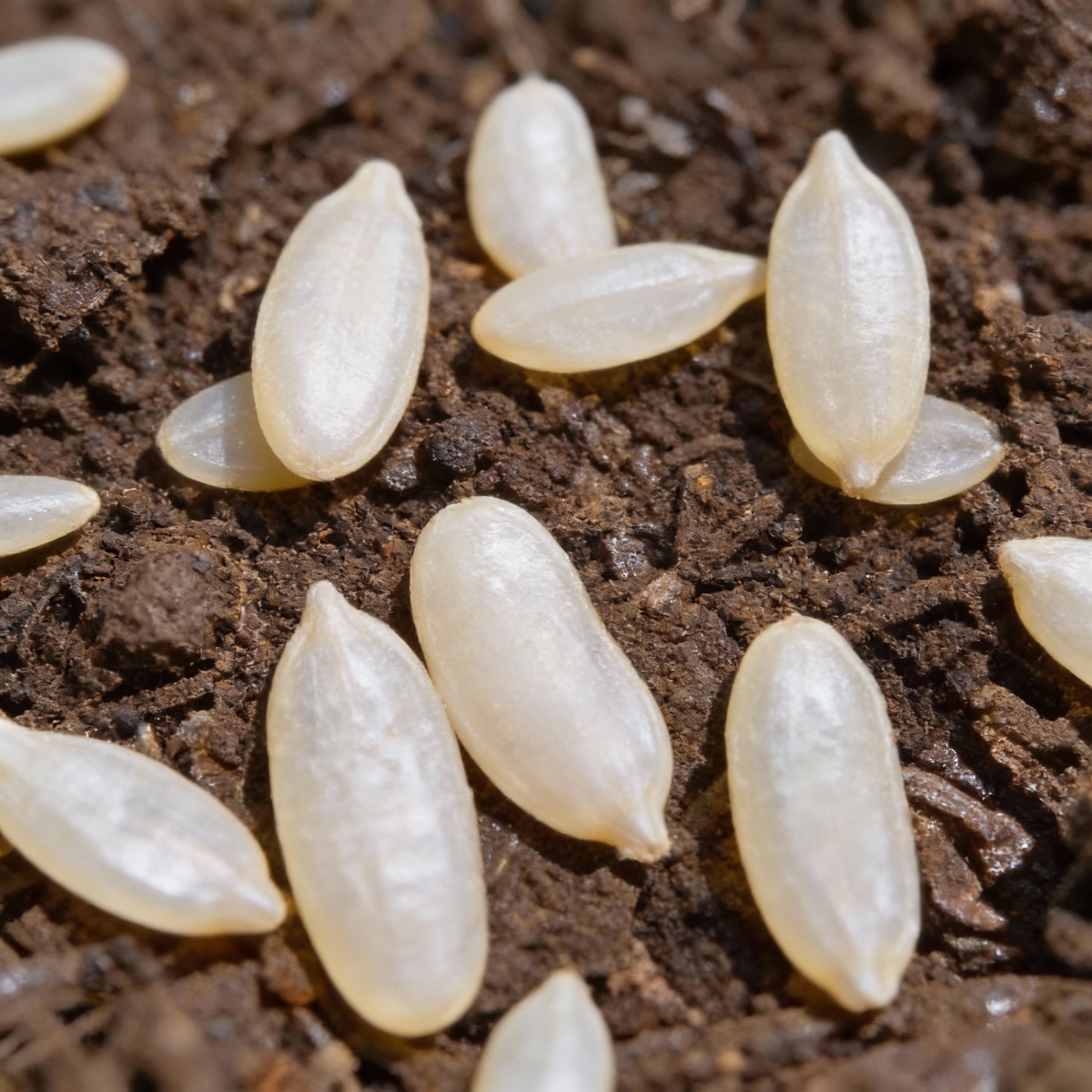 Rare White Wonder Cucumber Seeds – Organic, Heirloom (100 pcs)